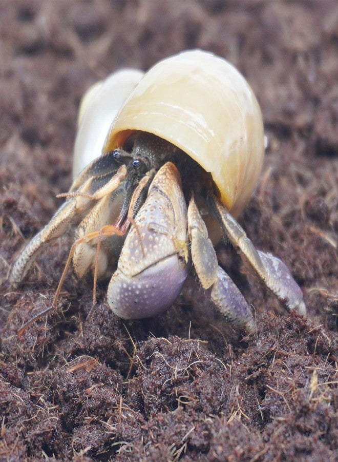 Begeterday 15oz Coco Coir Brick for Hermit Crab, Great Coconut Fiber for Sand Blends, Hermit Crab Accessories - Image 2